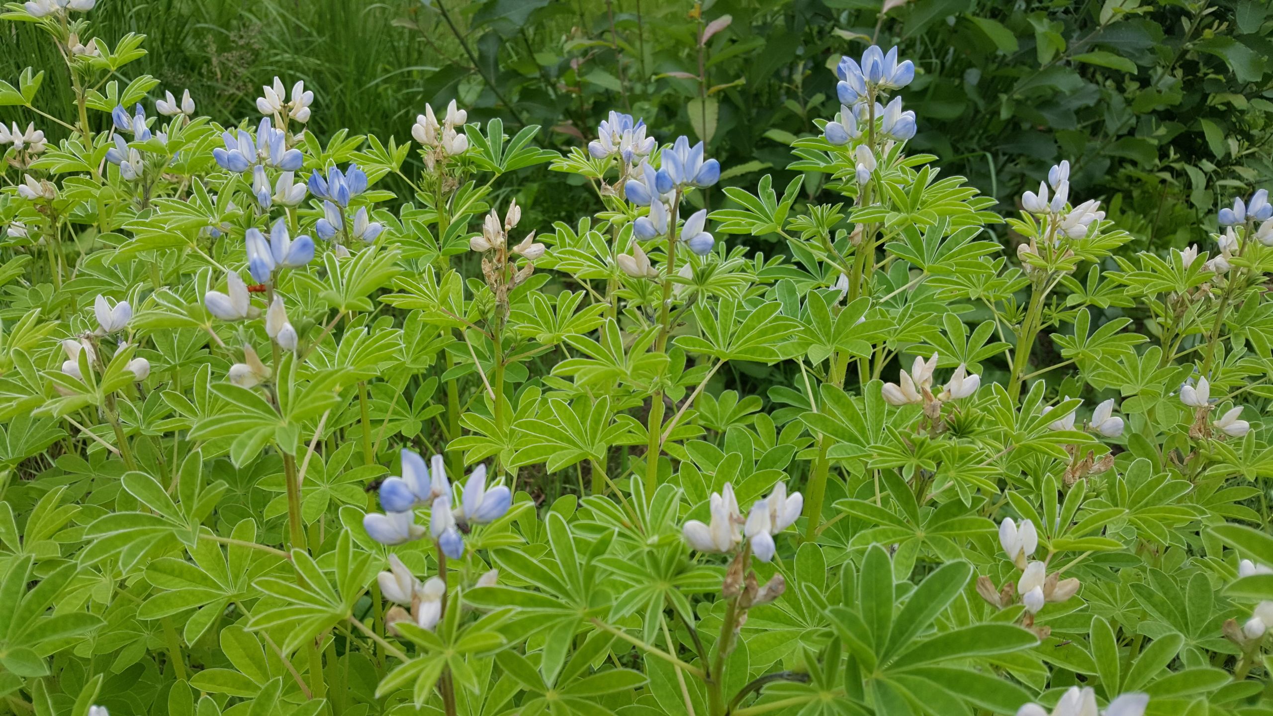 Lupinfoody lupiiniseemned